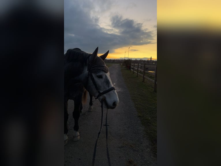 Mezzosangue Polacco Castrone 7 Anni 163 cm Grigio in Kirchanschöring