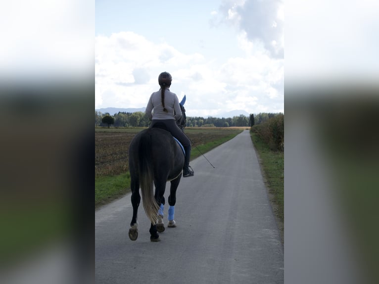 Mezzosangue Polacco Castrone 7 Anni 163 cm Grigio in Kirchanschöring