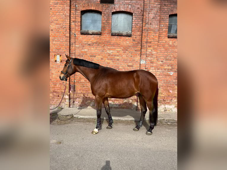 Mezzosangue Polacco Castrone 7 Anni 175 cm Baio in Starogard Gda&#x144;ski