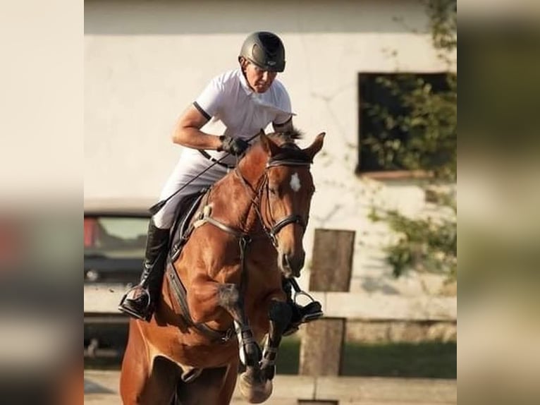 Mezzosangue Polacco Castrone 7 Anni 175 cm Baio in Starogard Gda&#x144;ski