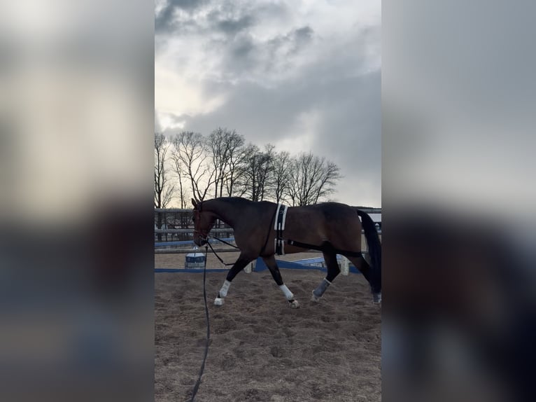 Mezzosangue Polacco Castrone 7 Anni 176 cm Baio in FreystadtFreystadt