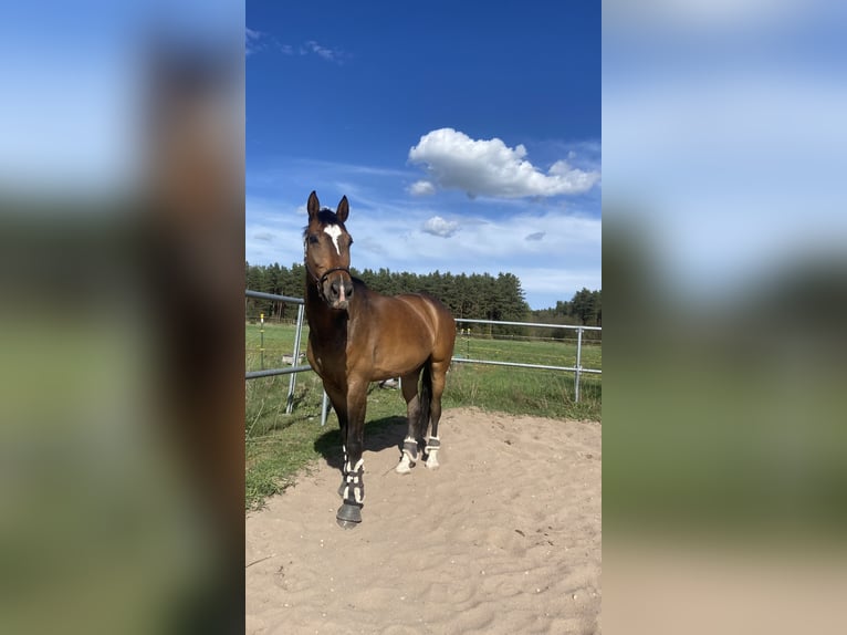 Mezzosangue Polacco Castrone 7 Anni 176 cm Baio in FreystadtFreystadt