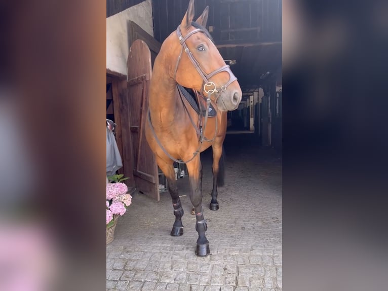 Mezzosangue Polacco Castrone 7 Anni Baio ciliegia in Gałkowo