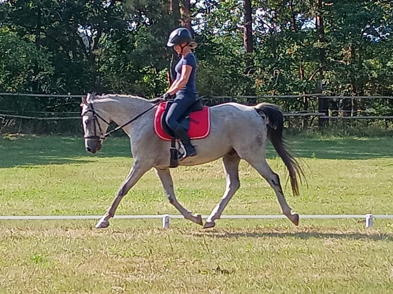 Mezzosangue Polacco Castrone 8 Anni 160 cm Grigio in Leszno Dolne