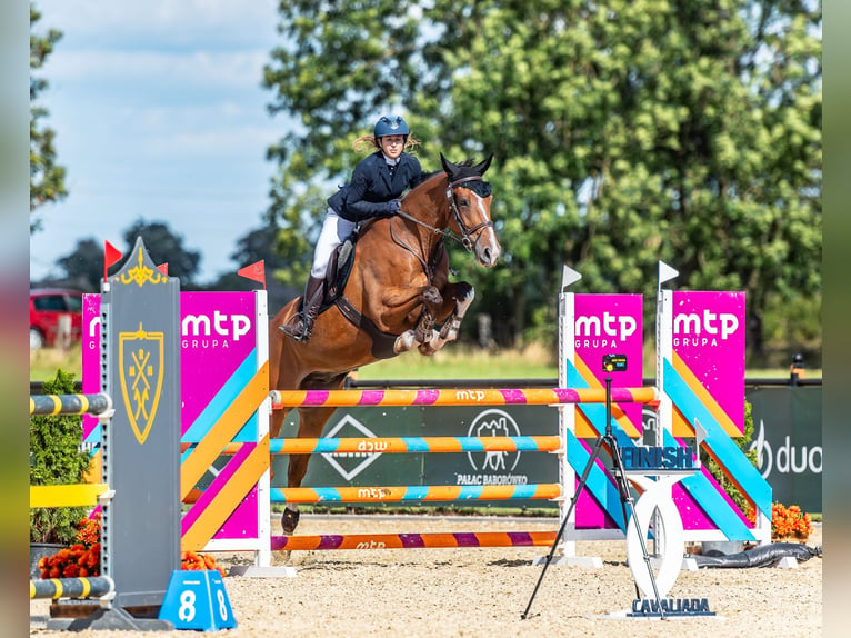 Mezzosangue Polacco Castrone 8 Anni 175 cm Baio in Łódź