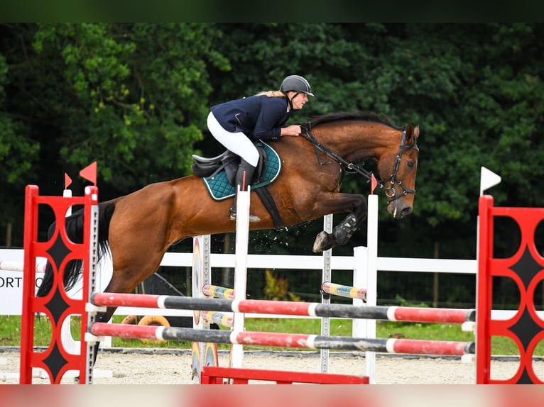 Mezzosangue Polacco Castrone 8 Anni 176 cm Baio in &#x141;o&#x17A;nica