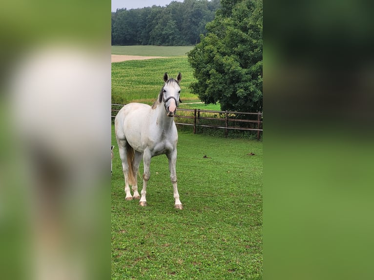 Mezzosangue Polacco Castrone 9 Anni 150 cm Grigio in Burglengenfeld