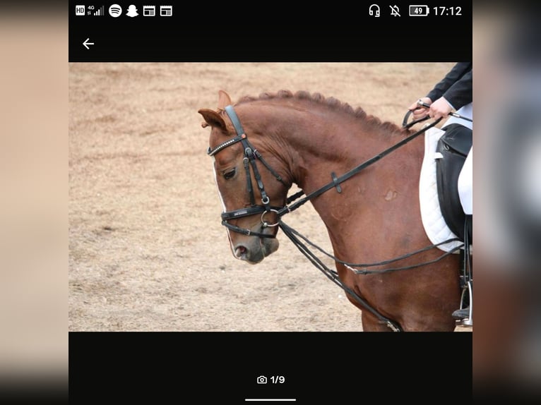 Mezzosangue Polacco Castrone 9 Anni 150 cm Sauro in Nagold