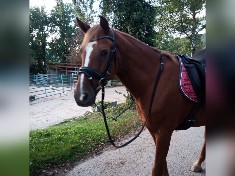 Mezzosangue Polacco Castrone 9 Anni 151 cm Sauro in Nagold