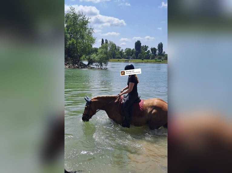 Mezzosangue Polacco Mix Castrone 9 Anni 158 cm Sauro in Mannheim