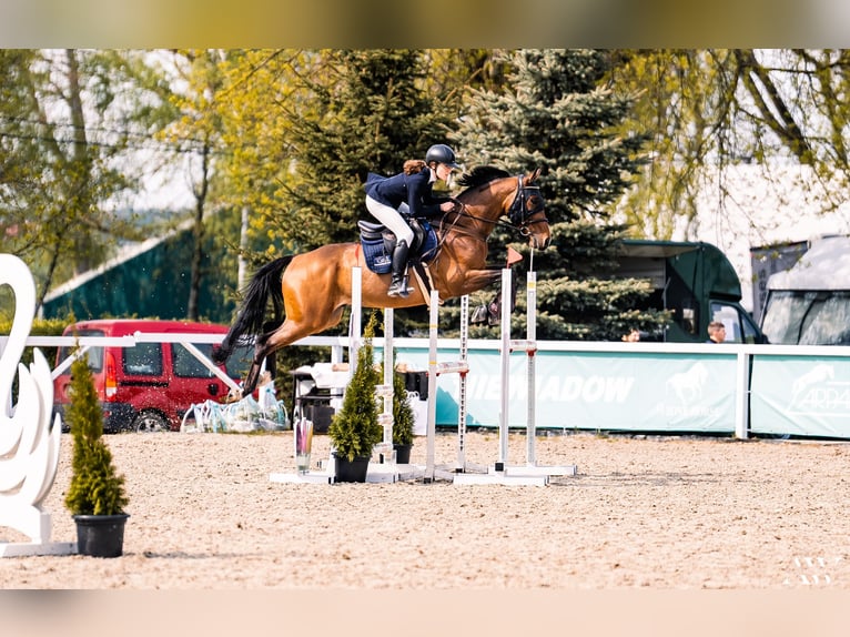 Mezzosangue Polacco Castrone 9 Anni 165 cm Baio in Łódź