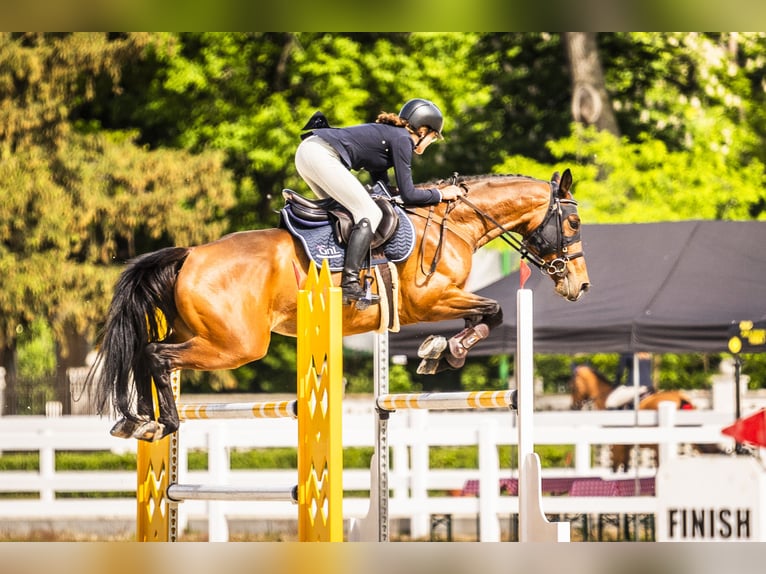 Mezzosangue Polacco Castrone 9 Anni 165 cm Baio in Łódź