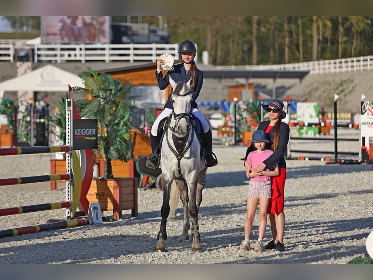 Mezzosangue Polacco Castrone 9 Anni 165 cm Grigio in Wojnarowice