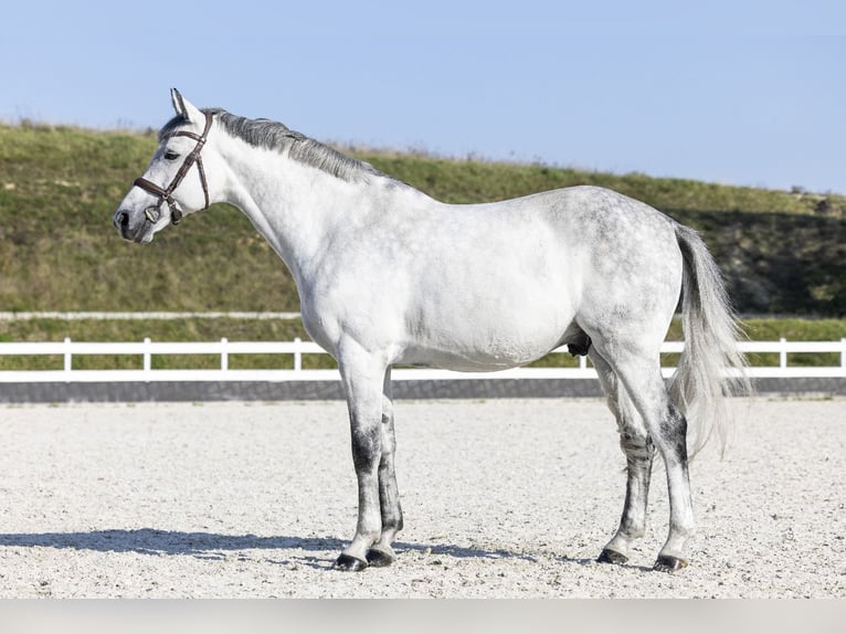 Mezzosangue Polacco Castrone 9 Anni 166 cm Grigio in Żarow