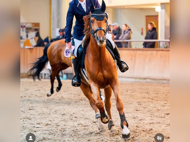 Mezzosangue Polacco Castrone 9 Anni 166 cm Sauro in Gdańsk