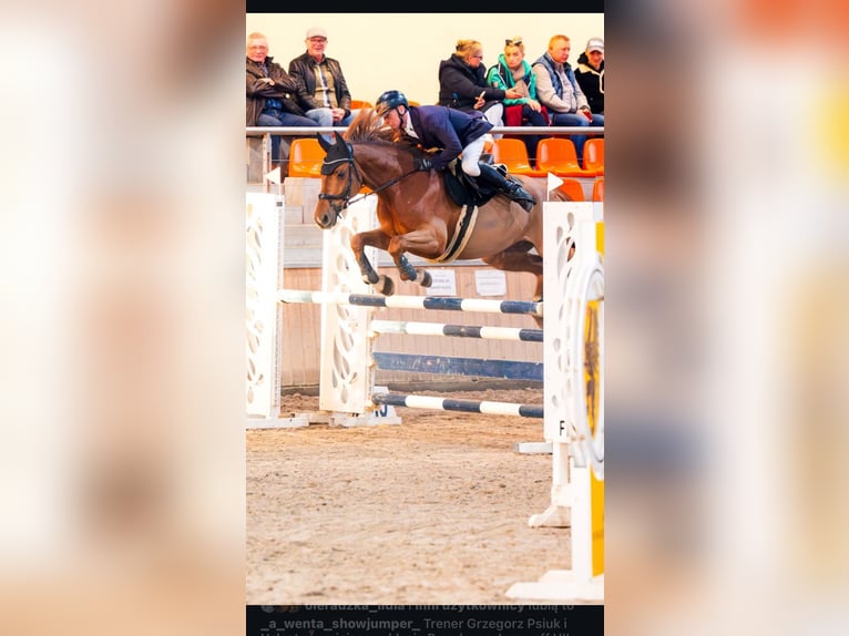 Mezzosangue Polacco Castrone 9 Anni 166 cm Sauro in Gdańsk
