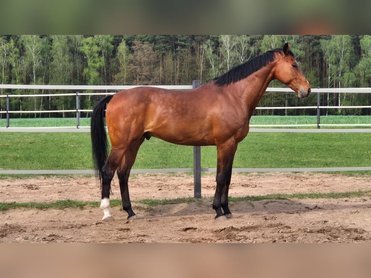 Mezzosangue Polacco Castrone 9 Anni 167 cm Baio in Zajaczkowo