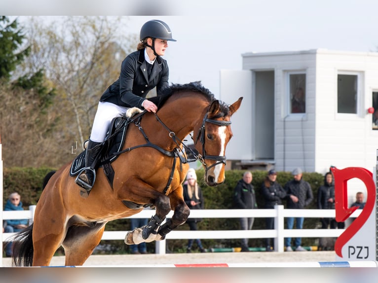 Mezzosangue Polacco Castrone 9 Anni 170 cm Baio ciliegia in Budzistowo