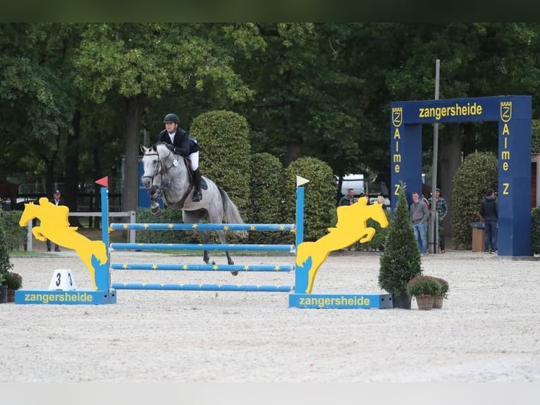 Mezzosangue Polacco Castrone 9 Anni 170 cm Grigio in zaręby