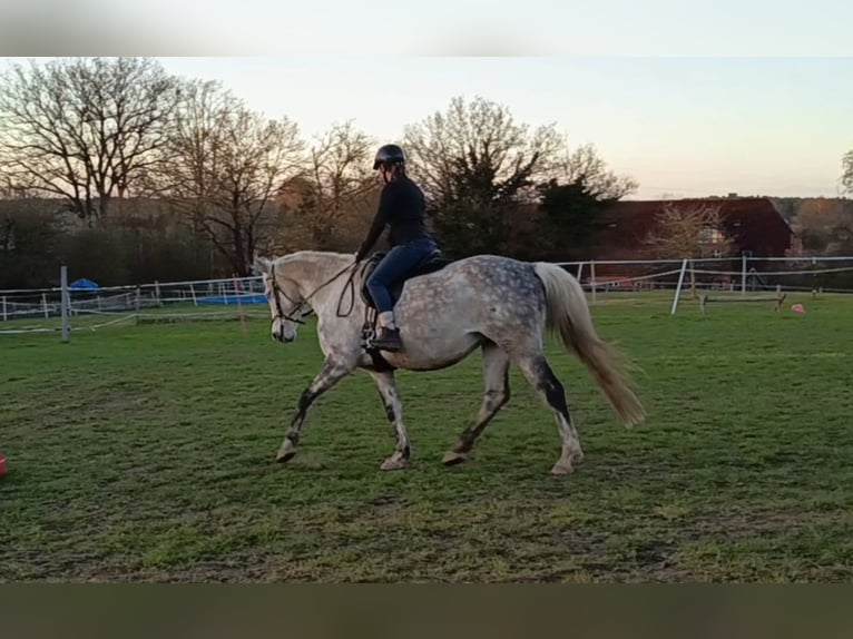 Mezzosangue Polacco Giumenta 10 Anni 160 cm Grigio pezzato in Nahrendorf