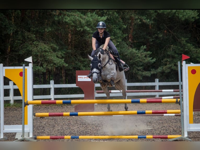 Mezzosangue Polacco Giumenta 10 Anni 162 cm Grigio in Szczecin
