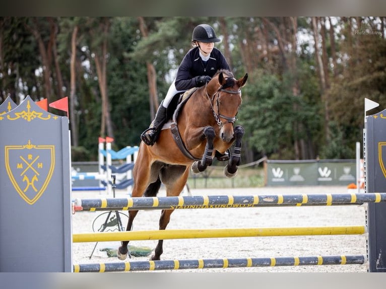 Mezzosangue Polacco Giumenta 10 Anni 164 cm Baio ciliegia in Poznań
