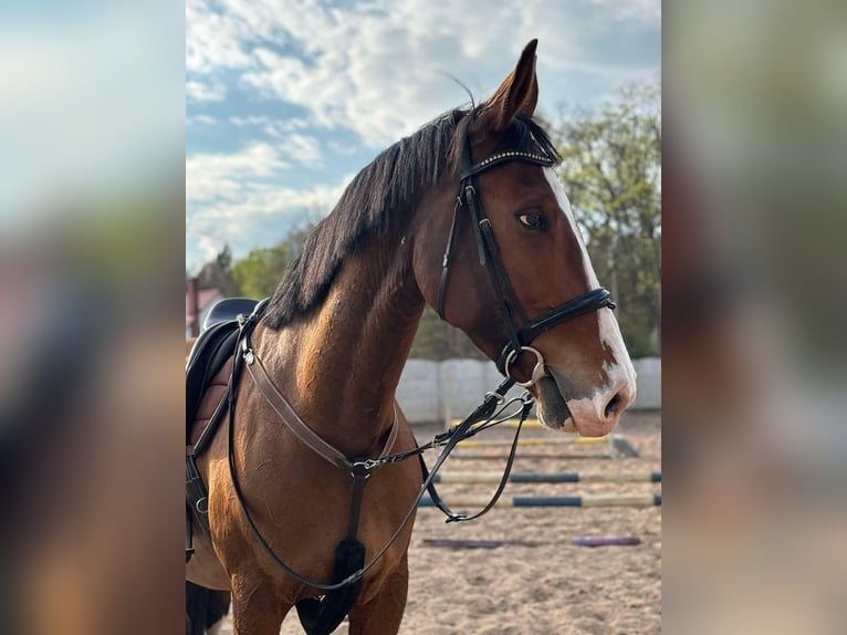 Mezzosangue Polacco Giumenta 10 Anni 165 cm Baio ciliegia in Lemierzyce
