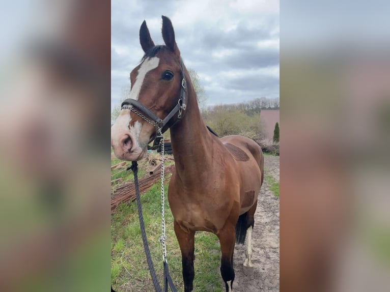 Mezzosangue Polacco Giumenta 10 Anni 165 cm Baio ciliegia in Lemierzyce
