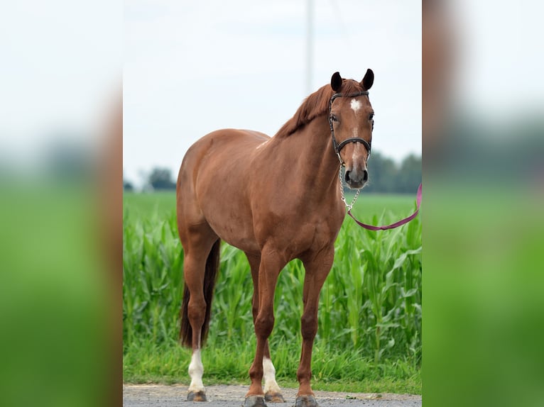 Mezzosangue Polacco Giumenta 10 Anni 167 cm Sauro in radziejów