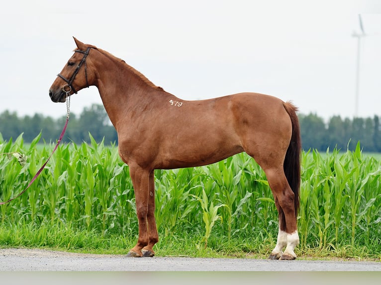 Mezzosangue Polacco Giumenta 10 Anni 167 cm Sauro in radziejów