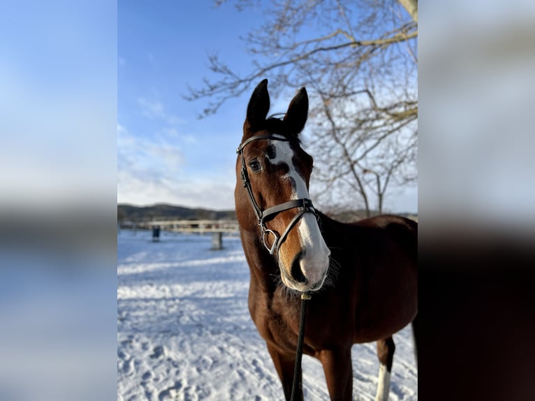 Mezzosangue Polacco Giumenta 10 Anni 173 cm Baio in Sopot