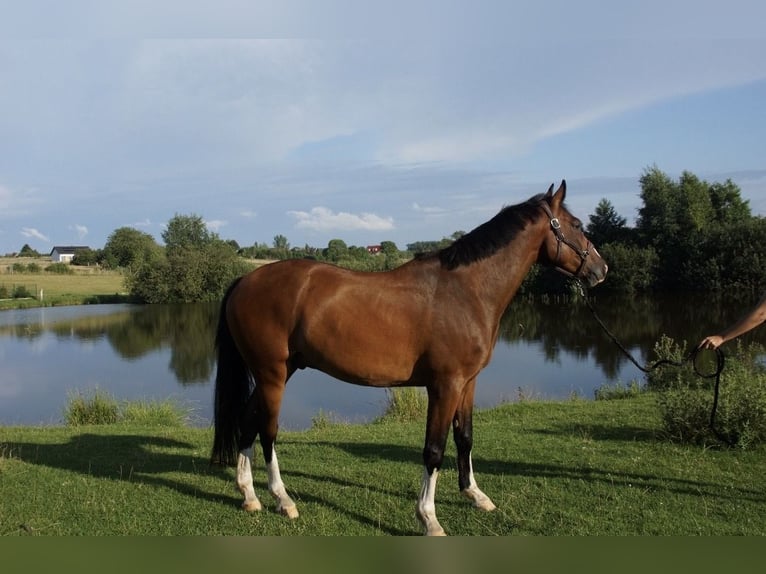 Mezzosangue Polacco Giumenta 10 Anni 173 cm Baio in Sopot