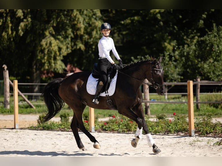 Mezzosangue Polacco Giumenta 10 Anni 175 cm Morello in Frombork