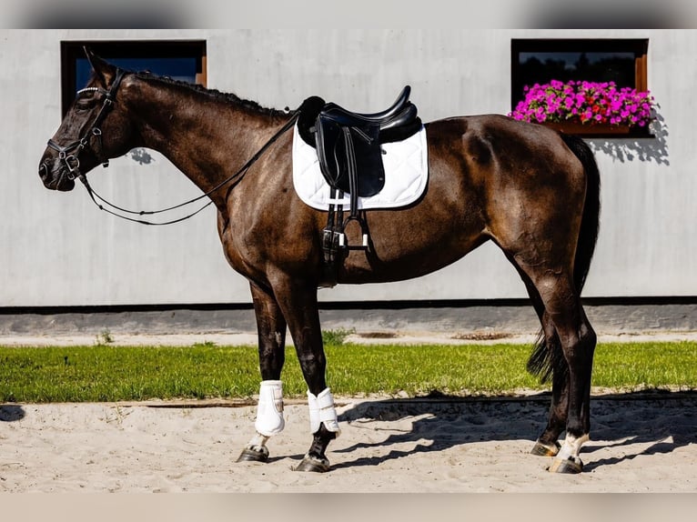 Mezzosangue Polacco Giumenta 10 Anni 175 cm Morello in Frombork