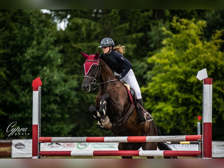 Mezzosangue Polacco Giumenta 10 Anni 175 cm Morello in Frombork