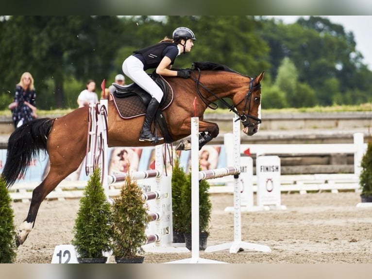 Mezzosangue Polacco Giumenta 11 Anni 162 cm Baio chiaro in Kalisz