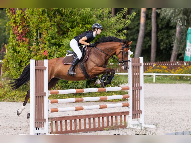 Mezzosangue Polacco Giumenta 11 Anni 162 cm Baio chiaro in Kalisz