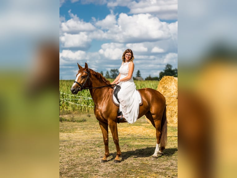 Mezzosangue Polacco Giumenta 11 Anni 163 cm Sauro scuro in Bydgoszcz