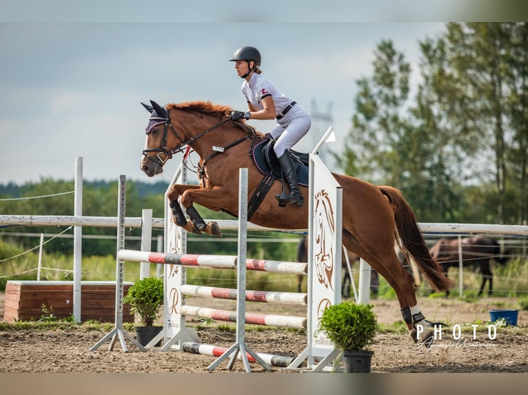 Mezzosangue Polacco Giumenta 11 Anni 163 cm Sauro scuro in Bydgoszcz