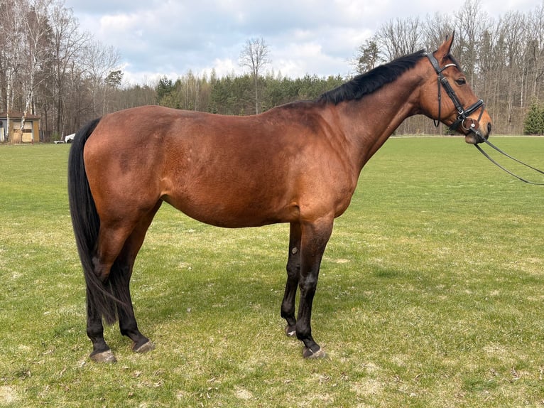 Mezzosangue Polacco Giumenta 11 Anni 170 cm Baio in Warszawa