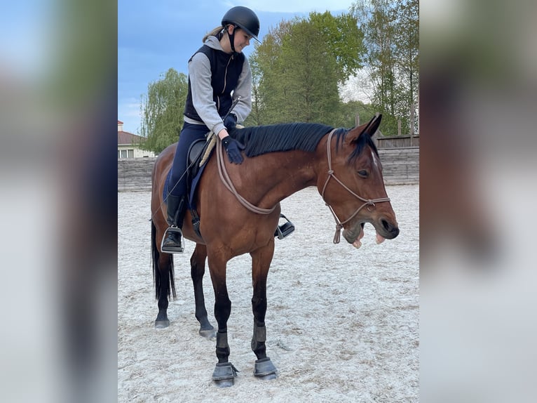 Mezzosangue Polacco Giumenta 11 Anni 170 cm Baio in Warszawa