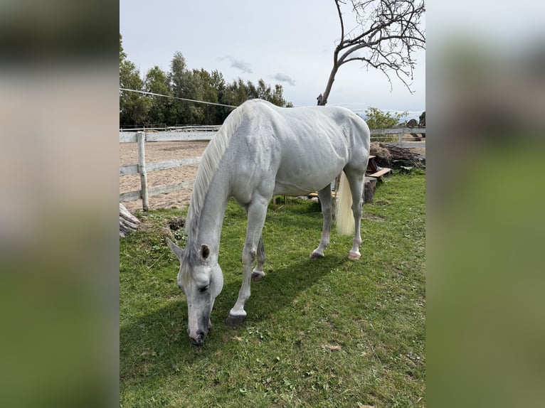 Mezzosangue Polacco Giumenta 11 Anni 173 cm Grigio in włodarka