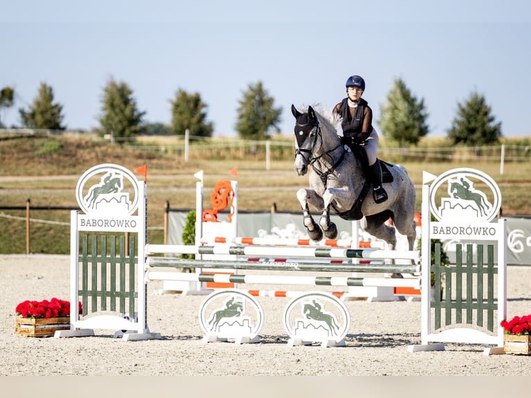Mezzosangue Polacco Giumenta 11 Anni 175 cm Grigio in Otusz