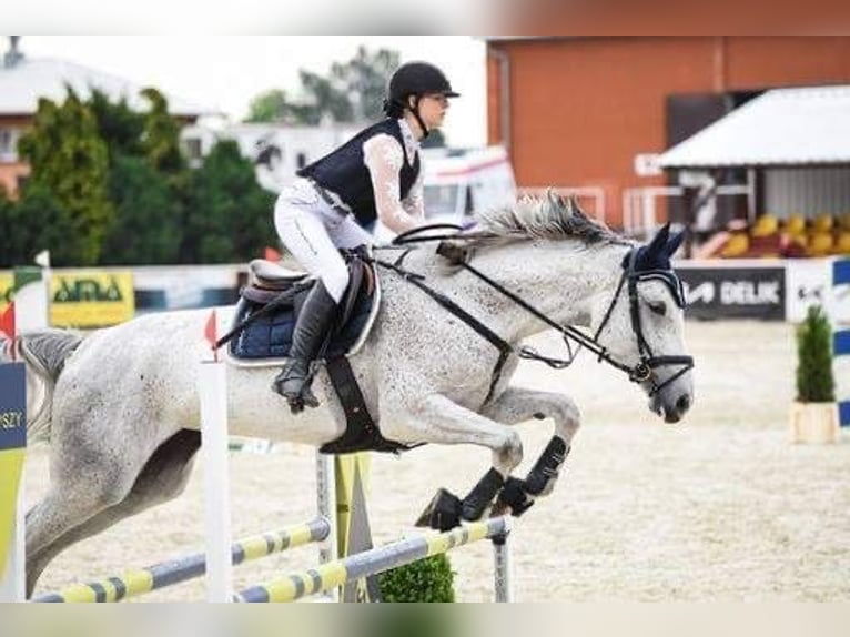 Mezzosangue Polacco Giumenta 11 Anni 175 cm Grigio in Otusz