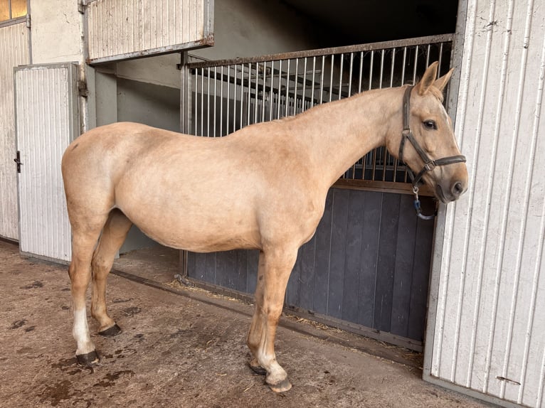 Mezzosangue Polacco Giumenta 11 Anni Palomino in Konojad