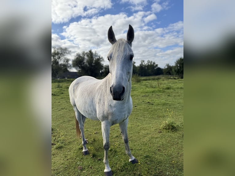 Mezzosangue Polacco Mix Giumenta 12 Anni 152 cm Grigio trotinato in Zinndorf