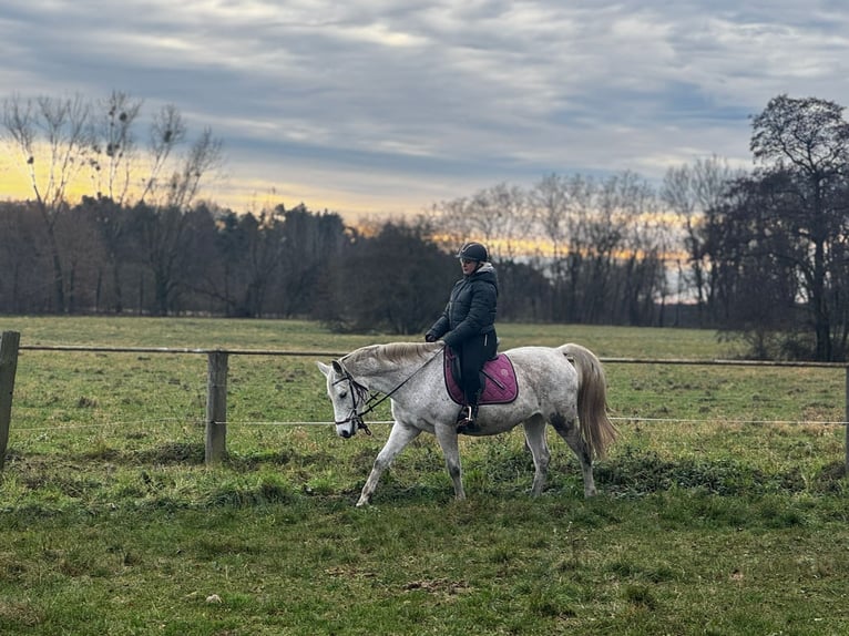 Mezzosangue Polacco Mix Giumenta 12 Anni 152 cm Grigio trotinato in Zinndorf