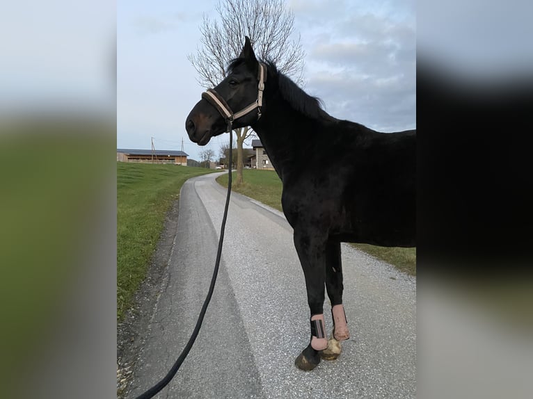 Mezzosangue Polacco Giumenta 12 Anni 162 cm in Passail