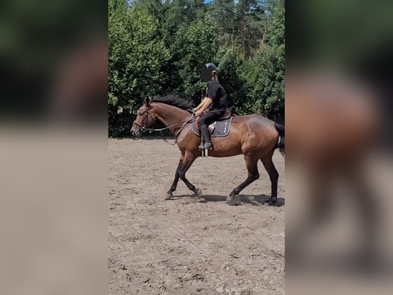 Mezzosangue Polacco Giumenta 12 Anni 167 cm Baio in Jan&#xF3;w Lubelski