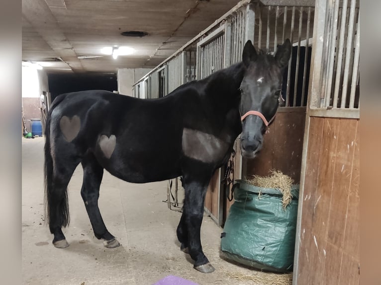 Mezzosangue Polacco Giumenta 13 Anni 156 cm Morello in Babenhausen